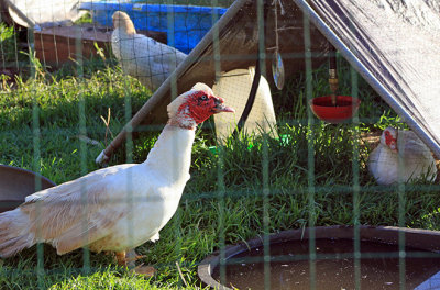 Martha and Rob's ducks