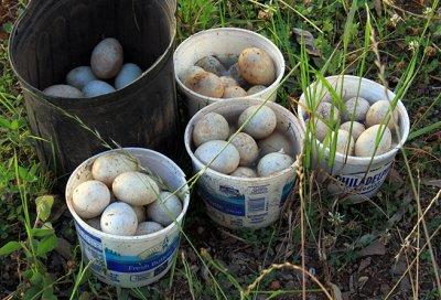 Martha's duck eggs
