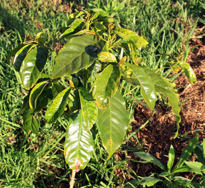 One of Rob's young coffee plants