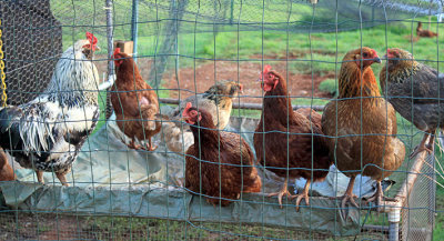 Martha and Rob's chickens