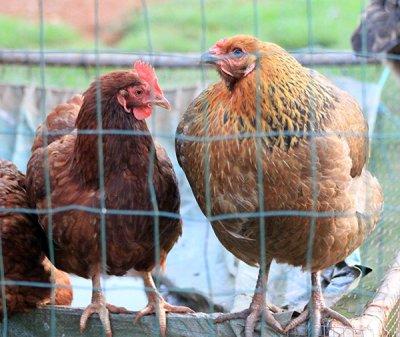 Martha and Rob's chickens