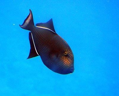 Fish from glass-bottom section of the boat