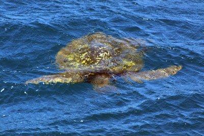 Hawaiian Green Sea Turtle