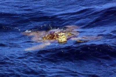 Hawaiian Green Sea Turtle