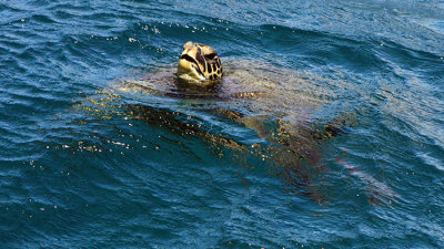 Hawaiian Green Sea Turtle