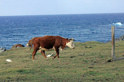 Cow and birds at Maliko Bay