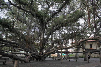 Lahaina's giant banyan tree