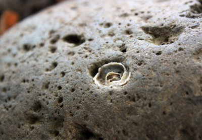 Shell embedded into rock, Honolua Bay