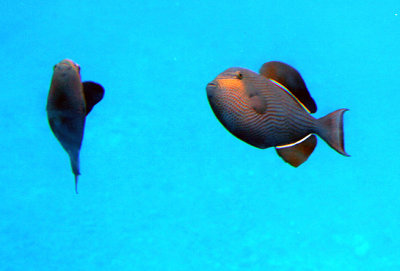 Fish from glass-bottom section of the boat