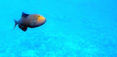 Fish from glass-bottom section of the boat