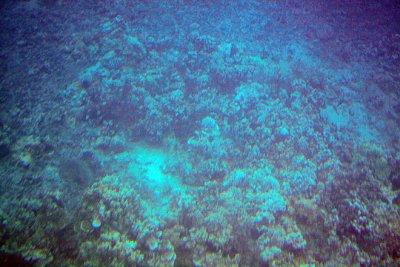 Coral from glass-bottom section of the boat