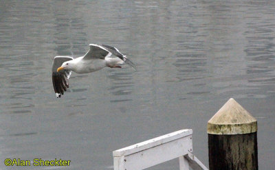 Noyo Harbor gull