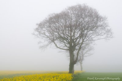 One Foggy Morning In Spring.jpg