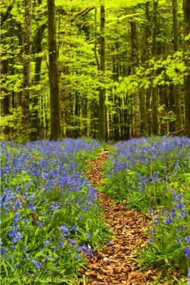A Path Through A Bluebell Wood.jpg