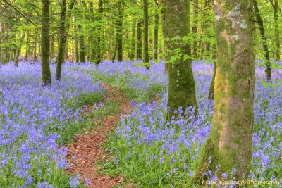 A Magical Bluebell Wood.jpg