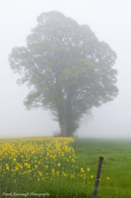 One Foggy Morning In Spring.jpg