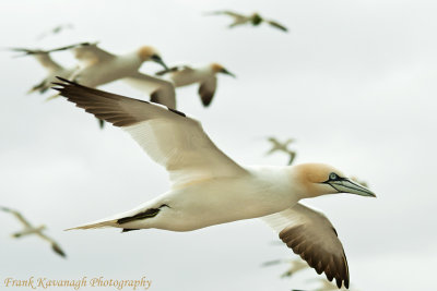 Flying Gannets.jpg