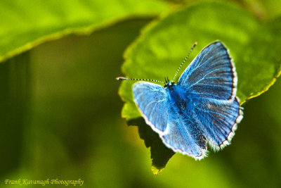 The Common Blue Butterfly.jpg
