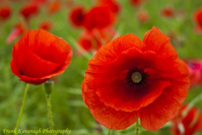 A Beautiful Poppy Field.jpg