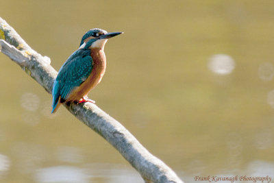 Kingfisher.jpg