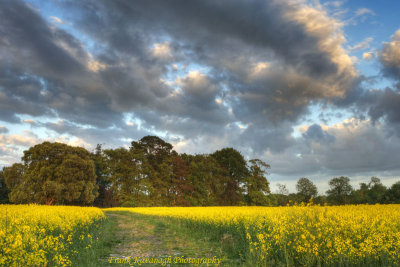 A Pathway Through A Field Of Yellow.jpg