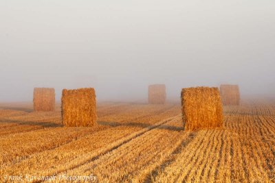 A Field Of Gold On A Cool Misty Morning.jpg