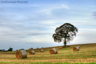 Evening Light.jpg