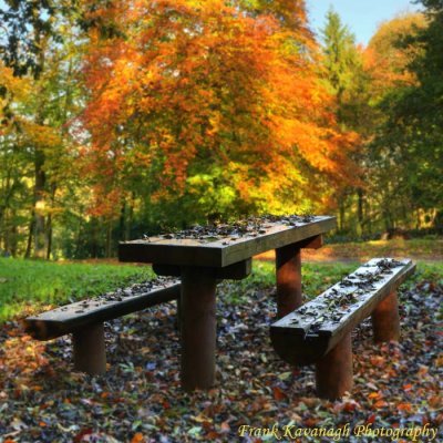 A Park Bench In Autumn