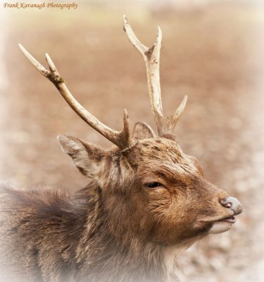 A Proud Stag