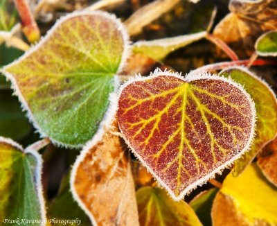 A Frosty Leaf