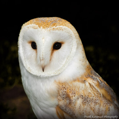 The Beautiful Barn Owl