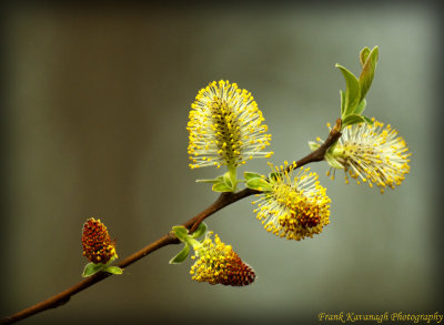 Catkins On A Willow Tree