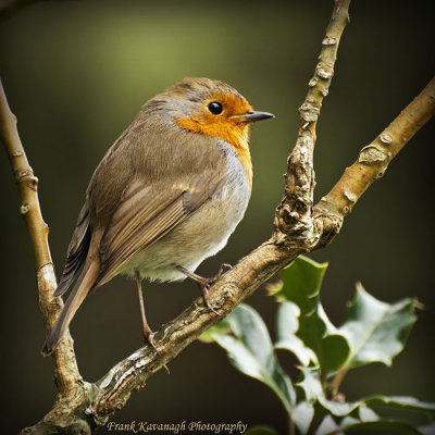 Beautiful Robin