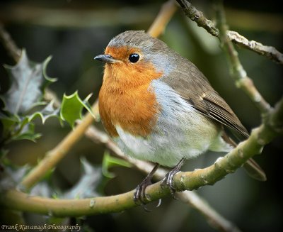 A Cute Little Robin