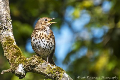 A Song Thrush doing what he does best.