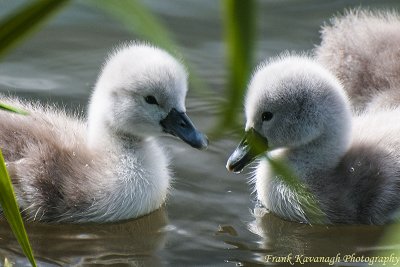 Two Little Cygnets