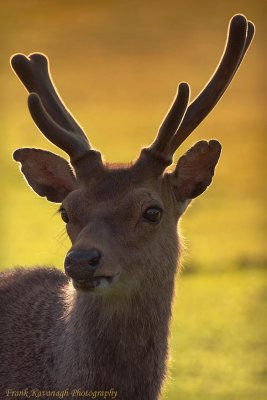 Stag In Velvet