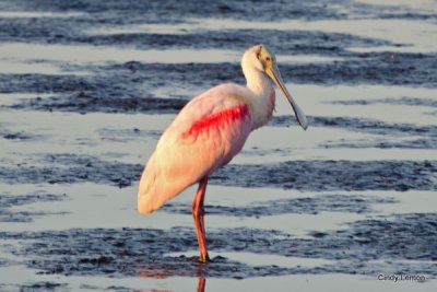Merritt Island 8