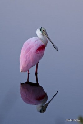 Waders of the Southeastern US