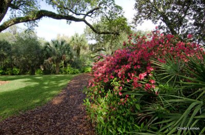 Bok Tower - Azaleas in Bloom