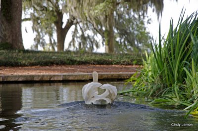 Bok Tower - Swan