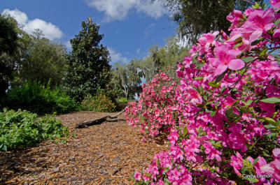 Bok Tower - Azaleas in Bloom 2