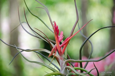 Bok Tower - Air Plant