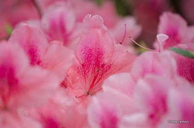 Bok Tower - Azaleas in Bloom 2