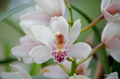 Bok Tower - Orchid