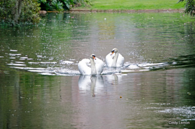 Bok Tower - Swans