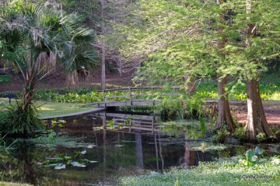 Ravine Gardens Palatka 4