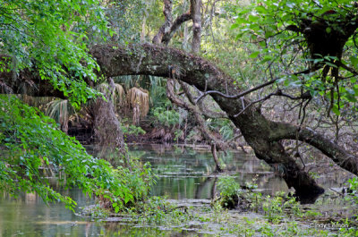 Rainbow Springs Florida