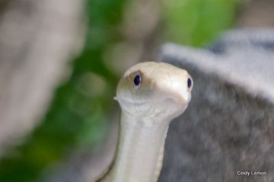 Rainbow Springs Snake