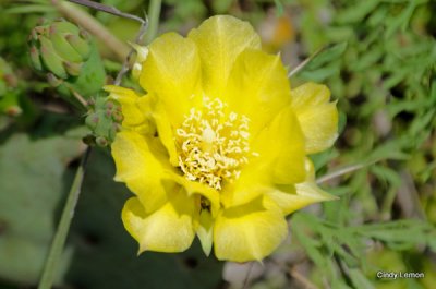 Cactus Flower - Rainbow Springs